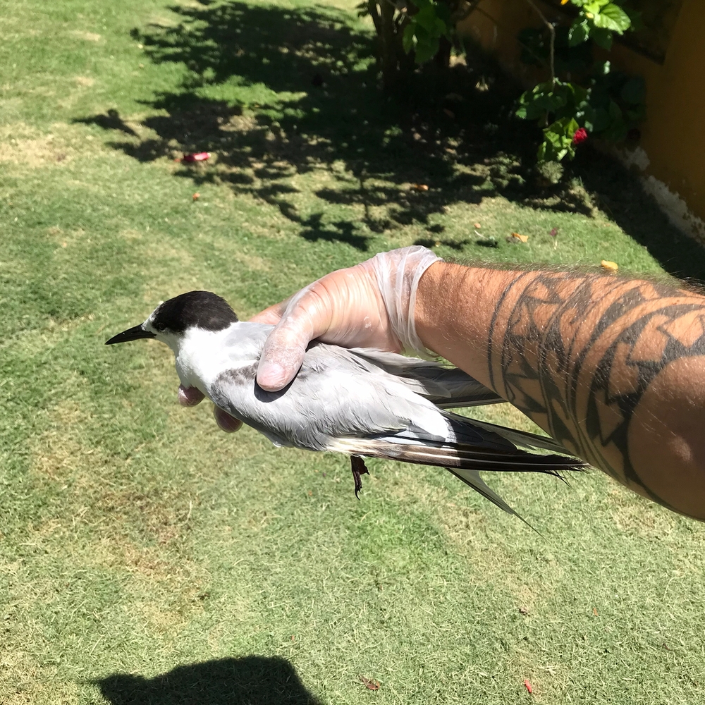 Inea socorre ave norte-americana achada em praia de Campos dos Goytacazes, no Norte Fluminense